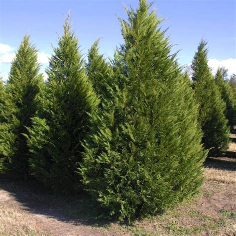 1 Gal. Leyland Cypress Evergreen Tree CYPLEY01G - The Home Depot