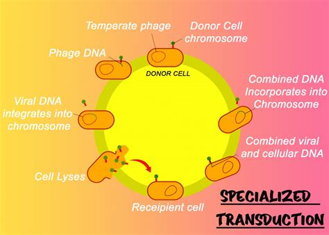 Transduction Presentation