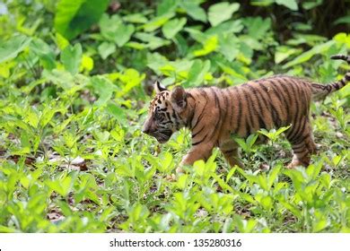 Baby Tiger Playing Stock Photo 135280316 | Shutterstock