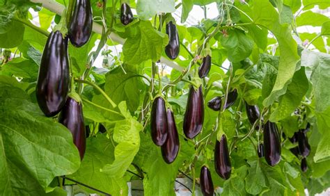 Pro Tips For a Bountiful Eggplant Harvest - The Habitat