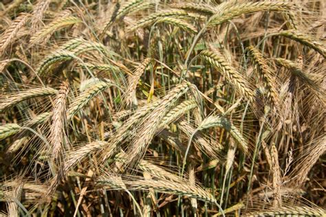 Picking Barley Grains: Learn About Harvesting Barley Crops