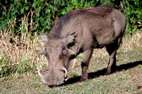 Wild boar - Information, characteristics and curiosities - Animals world