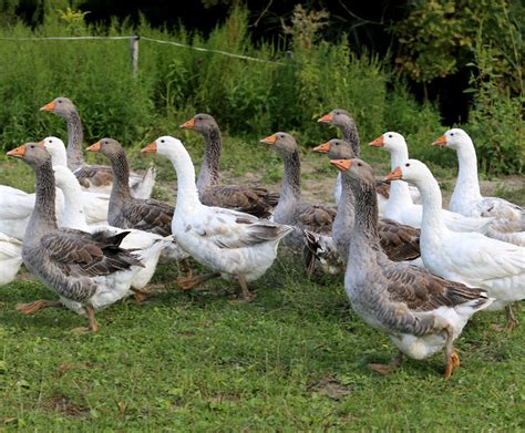 Guide to Domestic Goose Breeds - Backyard Poultry