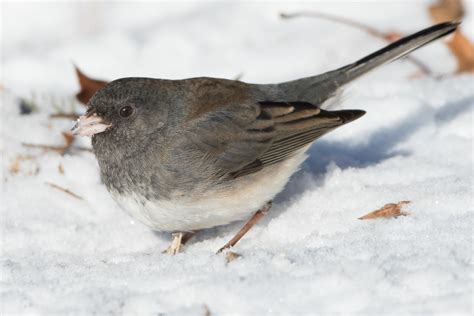 Dark-eyed Junco (Slate-colored-1st winter) – Jeremy Meyer Photography