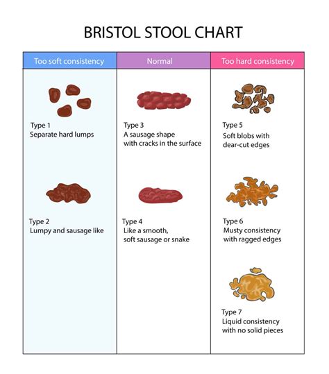 Unraveling the Mystery: Why Bowel Movements Slow Down During ...