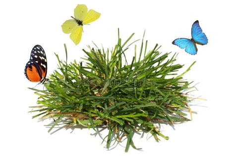 Butterflies and grass stock photo. Image of fauna, background - 19393552