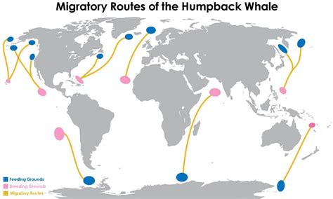 Whale migration, Humpback whale migration, Humpback whale