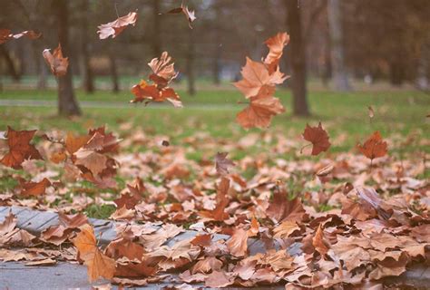 Leaf Cleanup Services in Bethlehem and Lehigh Valley Area