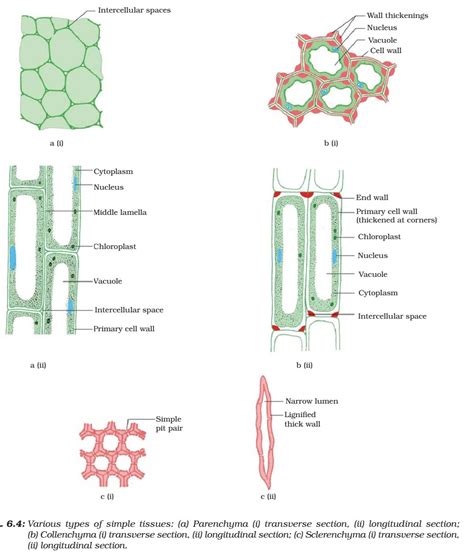 Plant Cells And Tissues – The Science Of Plants, 49% OFF