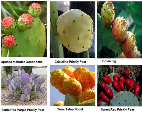 13 Edible Prickly Pear Varieties and Taste Profile