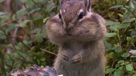 chipmunk | Diet, Habitat, & Facts | Britannica.com