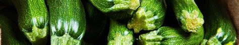 How to Grow Zucchini Seeds | The Seed Collection