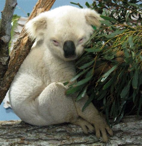 Aussie Mick, the rare white koala | Melanistic animals, Albino animals ...