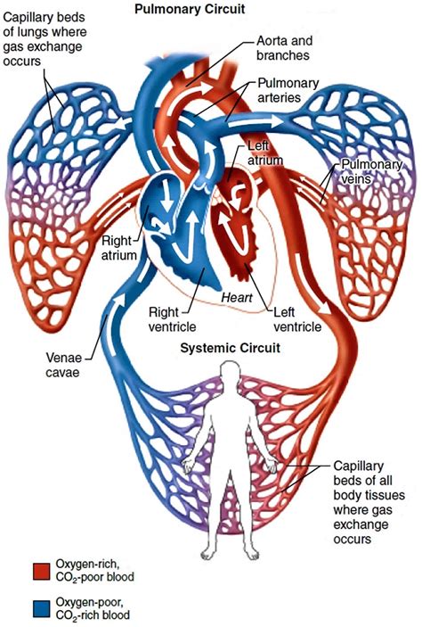 Pulmonary vein anatomy, function, location, ablation, stenosis & thrombosis