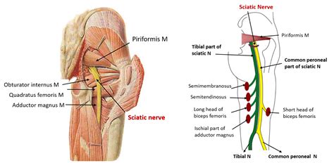 Sciatic Nerve , Origin, root value, course , branches and applied ...