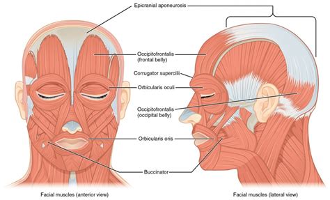 Axial Muscles of the Head, Neck, and Back | Anatomy and Physiology I