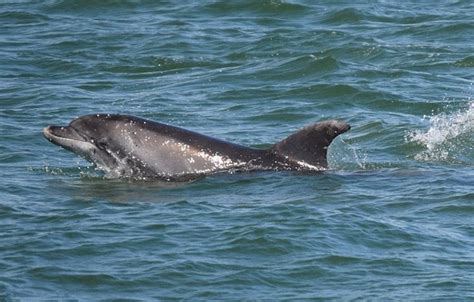 Aerial survey of Black Sea dolphins announced | Marine Connection