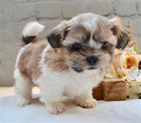 Shih Tzu Puppies for sale | Creekside Puppy Adoptions