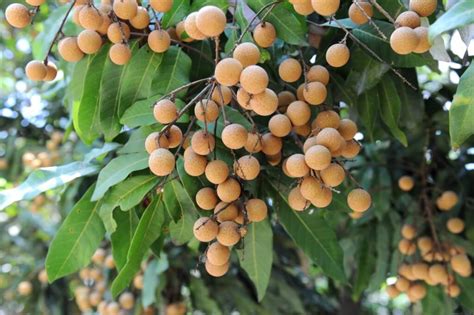 Longan Trees - Louie's Nursery & Garden Center - Riverside CA