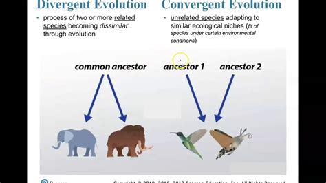 Convergent Evolution Vs Divergent Evolution