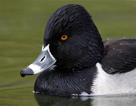 male ring-necked duck | Waterfowl taxidermy, Waterfowl, Duck