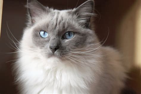 Ragdoll Cat Personality, Characteristics and Pictures – InspirationSeek.com