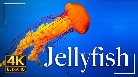 Jellyfish Aquarium 4K Video Ultra HD | Life in Ocean 4K | Cinematic ...