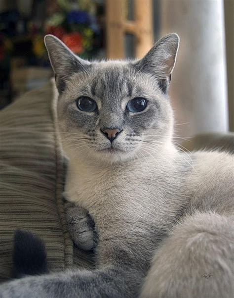 Ahhh...I had this beautiful Blue Point Siamese name Kiddo in my younger ...