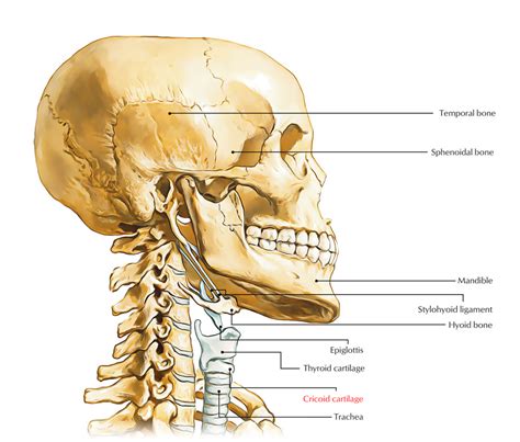 Cricoid Cartilage – Earth's Lab