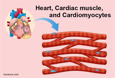 Cardiomyocytes Cardiac Muscle Cells Structure Function And Histology ...