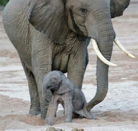 Very, very young baby. | Elephant pictures, Cute baby elephant, Baby ...