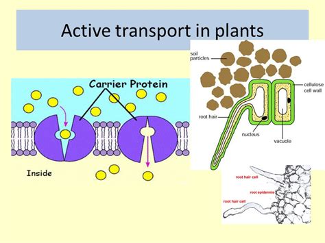 Active Transport | Definition , Types & Examples