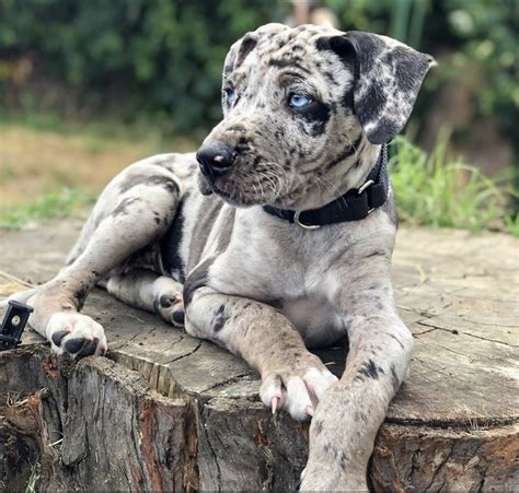 Catahoula Leopard Dog Breed: The Ultimate Guide | DogPack