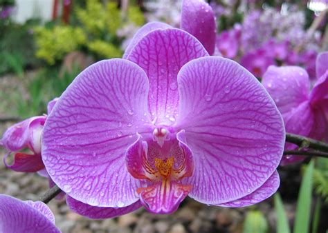 Understanding the Orchid Child | Evolutionary Parenting | Where History ...