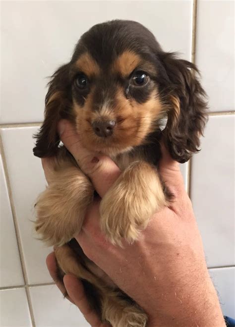 Sable cocker spaniel puppies | in Dartford, Kent | Gumtree