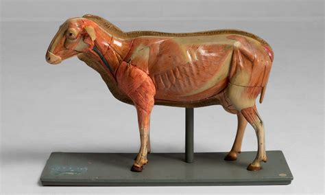 Anatomical Model of a Sheep :: Obsolete