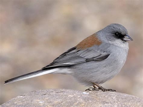 Dark-eyed Junco - NestWatch