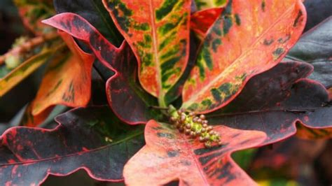 Croton Mammy Plant Care – A Full Guide