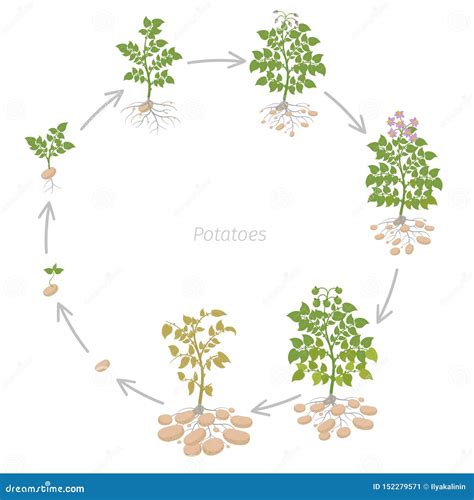 Potato Growth Stages Banner Vector Illustration | CartoonDealer.com ...