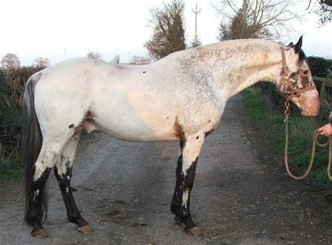 bay few spot - Appaloosa stallion August Skyhawk | Лошади