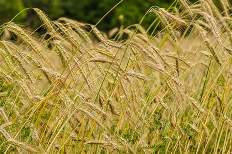 Barley | Diseases and Pests, Description, Uses, Propagation