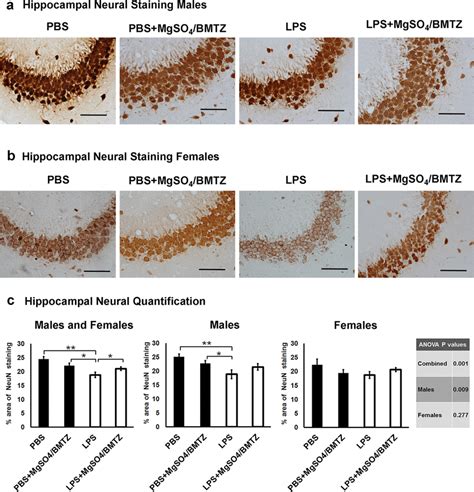 (a and b) Staining for NeuN with DAB was used to label neurons in ...