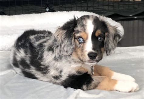 27 Best Australian Shepherd Mixes (MIXED AUSSIES)