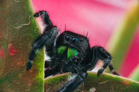 Daring Jumping Spider Fangs