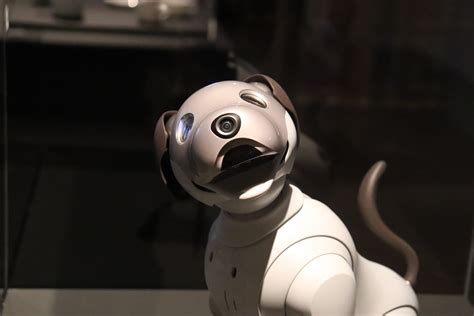 Comparatif du top 10 des meilleurs robots chiens - LES MEILLEURS pas cher!