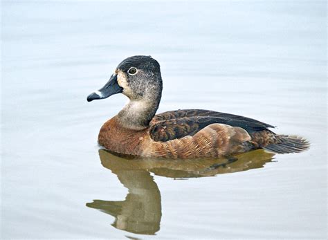 Ring-necked Duck - female photo - RED SLOUGH WMA photos at pbase.com