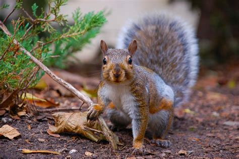 Best Squirrel Names: 400+ Ideas for Your Fuzzy Friend - PetHelpful