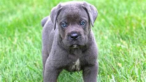 Seven Special Tips for Taking Care of Cane Corso Puppies