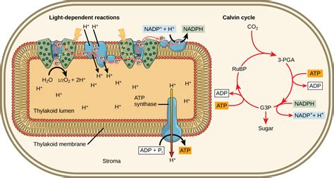 Light-Independent Reactions | Biology for Majors I