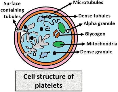 Platelets Cells Diagram